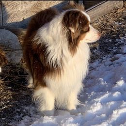 Luke - Toy Australian Shepherd