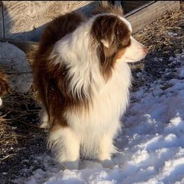 Luke - Toy Australian Shepherd