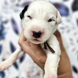 Brown - White and black male Dalmatian puppy in Gray, Georgia from Fuller Spots