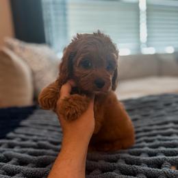 Maple - Red female Cavapoo puppy in Mayo, Florida from Kingston’s Cavaliers