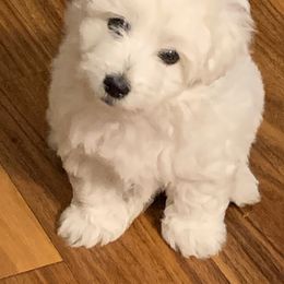 Coton de Tulear Puppies from Pima Coton