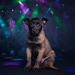 Bo-Katan - Mahogany female Belgian Malinois puppy in Sanger, Texas from Faubion Malinois