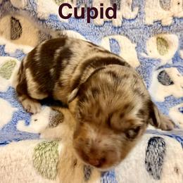 Cupid - Red merle male Australian Shepherd puppy in Az, Yuma, Arizona from The Southern Dog