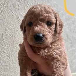 Girl 6 (yellow collar) - Apricot female Goldendoodle puppy in San Diego, California from Southside Doodles