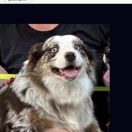 Ruby - Miniature Australian Shepherd