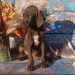Male 6 - Liver male German Shorthaired Pointer puppy in Laporte, Minnesota from Northern Odyssey Gun Dogs