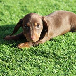 Jessie - Chocolate and tan female Dachshund puppy in Victorville, California from Wirz’s Weens