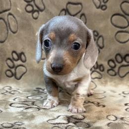 Blue Dapple - Dapple female Dachshund puppy in George West, Texas from Rockin M Kennel