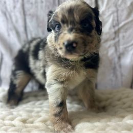 Traeger - Green Collar - Blue merle male Australian Shepherd puppy in San Marcos, California from Faith Family Freedom Farm
