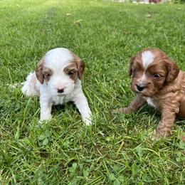 Cavapoo Puppies from Campbell Cavapoos