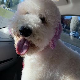 Goldendoodles from DoodlePoodle+Co