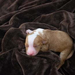Mint girl - Red  female Goldendoodle puppy in Lafayette, Alabama from Sweethaven Kennels
