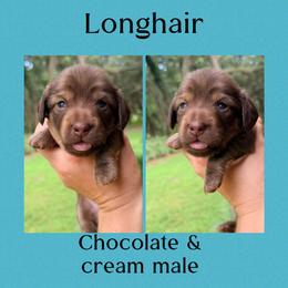 Mocha - Chocolate and cream male Dachshund puppy in Pierson, Florida from Paige’s Mini Dachshunds