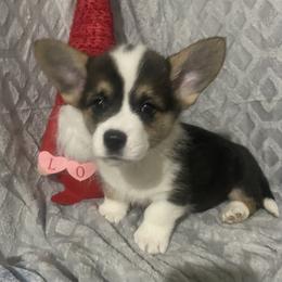 Dot - White and black male Pembroke Welsh Corgi puppy in Beulaville, North Carolina from Windy Acres Pembroke Welsh