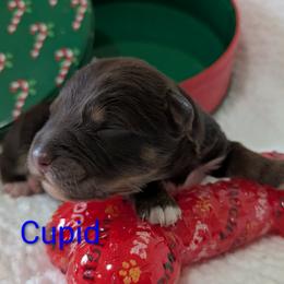 Cupid - Red tri-color male Australian Shepherd puppy in Parker, Colorado from Legacy Ranch Australian Shepherds