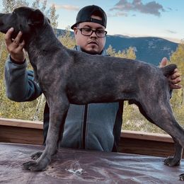 Gray - Cane Corso puppy in Bailey, Colorado from Rocky Mountain Cane Corso