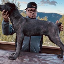 Gray - Cane Corso puppy in Bailey, Colorado from Rocky Mountain Cane Corso