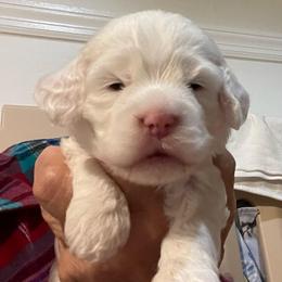 Snow - Buff and white female Cockapoo puppy in Sewell, New Jersey from Della Luna Cocker Spaniels and Cockapoo Puppies