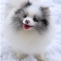 Tiffany - Pomeranian