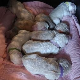 Poodle Puppies from Barbi's Standards