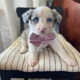 Shell - White and blue merle female Bordoodle puppy in Valley Center, California from Circle R Valley Bordoodls