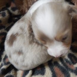 Golden Retriever and Toy Australian Shepherd Puppies from Triple-s-kennel