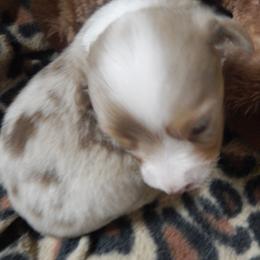 Golden Retriever and Toy Australian Shepherd Puppies from Triple-s-kennel