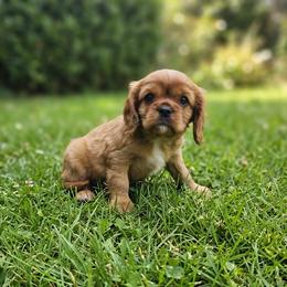 Paige - Ruby female Cavalier King Charles Spaniel puppy in Pennsylvania from Julie's Cavalier King Charles Spaniels