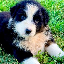 Flint - Black tri-color male Australian Shepherd puppy in Mineral Wells, Texas from A6 Australian Shepards