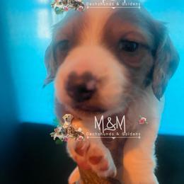 Boy 2 - Dapple male Dachshund puppy in Stockton, California from M&M Dachshund's & Goldens