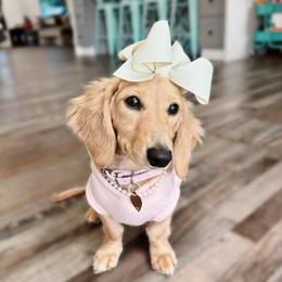 Penny - Dachshund