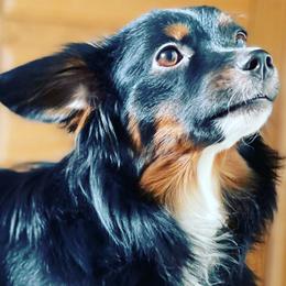 Miniature Australian Shepherds from Whit’s End Aussies