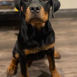 Girl 3 - Black and mahogany Rottweiler puppy in Temple, Texas from Woodhaven Rottweilers
