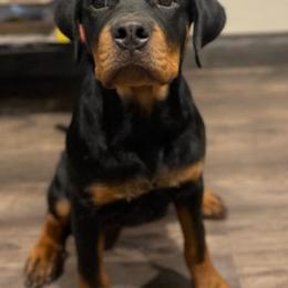 Girl 3 - Black and mahogany Rottweiler puppy in Temple, Texas from Woodhaven Rottweilers