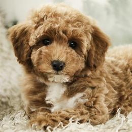 Jill - Red  female Poodle puppy in Etna Green, Indiana from Perfect Match Poodles