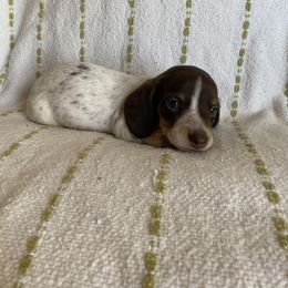 Dachshund Puppies from Destiny's Dachshunds