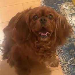 Cavalier King Charles Spaniel puppies from Misty Meadow Cavaliers