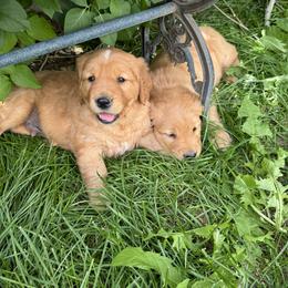 Golden Retriever Puppies from Thousand Lake Retrievers