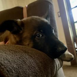 Belgian Malinois Puppies from BlueStone