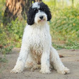 Poppy - Bernedoodle