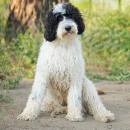 Poppy - Bernedoodle