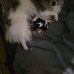 Belle - Blue merle female Pomeranian puppy in Spring, Texas from Shaw's Sparkle Pom's