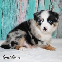 Miniature Australian Shepherd Puppies from Aussie Amor