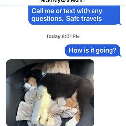 Australian Shepherd All Grown Up from Mad Ranch