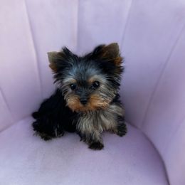 Daisy - Black and tan female Yorkshire Terrier puppy in Surprise, Arizona from Enchanted Yorkies