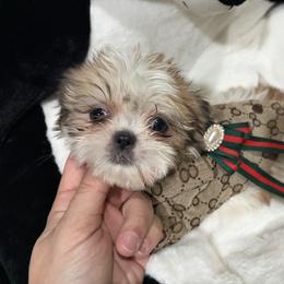Joy - Black gold and white female Shih Tzu puppy in Bourne, Massachusetts from Shih Tzu Pups