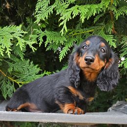 Tux - Black and tan male Dachshund puppy in Crystal, Michigan from Mare-bella Dachshunds