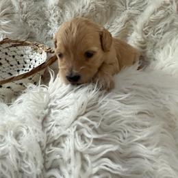 Blue Fairy - Cream female Goldendoodle puppy in Indianapolis, Indiana from E&A Doodle Barn