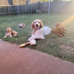 Poodle All Grown Up from Dynasty Ridge