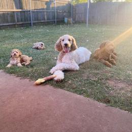 Poodle All Grown Up from Dynasty Ridge